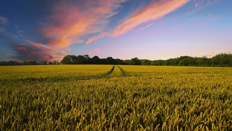 paysage countryside